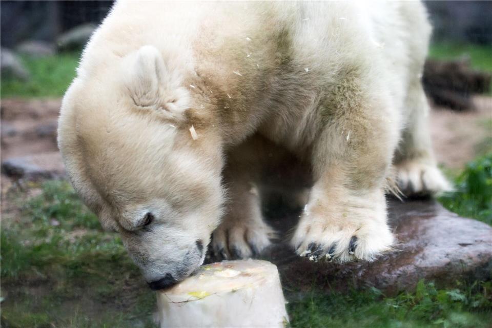 Zoo in Gelsenkirchen trauert um kleinwüchsige Eisbärin Die kleinwüchsige Eisbärdame Antonia ist tot. Hier freute sie sich zu Weihnachten im Jahr 2017 über eine Eistorte als Mahlzeit. (Archivbild)picture alliance / Antonia Hofmann/dpa