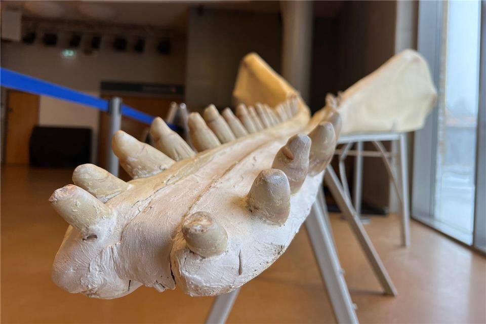 Die kostbaren Zähne des Sylt-Wals aus Elfenbein wurden bei der Präparation entfernt und im Kiefer durch künstliche ersetzt.Lea Albert/dpa