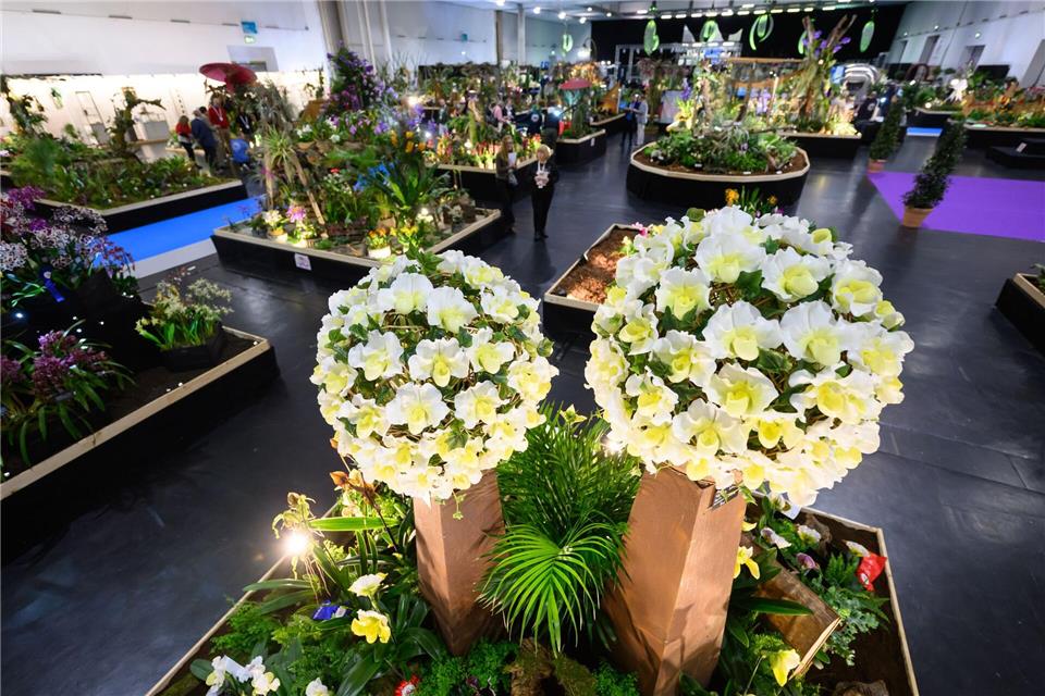 Die laut eigenen Angaben weltgrößte Orchideenschau ist im Rahmen der Publikumsmesse „Dresdner Ostern“ zu sehen.Robert Michael/dpa