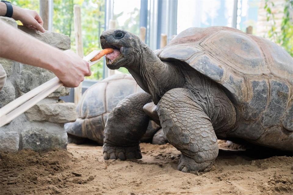 Die männlichen Riesenschildkröten können bis zu 250 Kilogramm schwer werden.Julian Stratenschulte/dpa