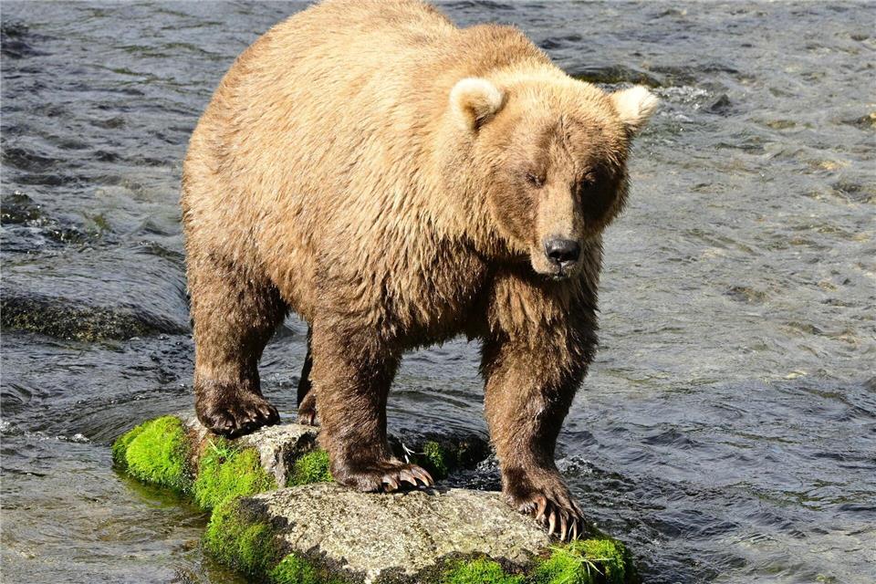 Die massige Siegerin von 2023 und 2024, Braunbärin Grazer (Nummer 128), ist erneut dabei. Christine Loberg/Katmai-Nationalpark/dpa