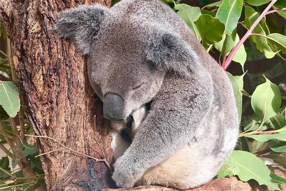 Die meiste Zeit des Tages ruhen Koalas, um Energie zu sparen. Carola Frentzen/dpa