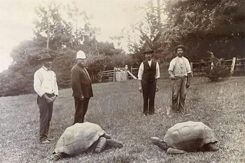 Die meiste Zeit seines Lebens verbrachte Jonathan auf der Insel St. Helena.A.L. Innes/EurekAlert/dpa