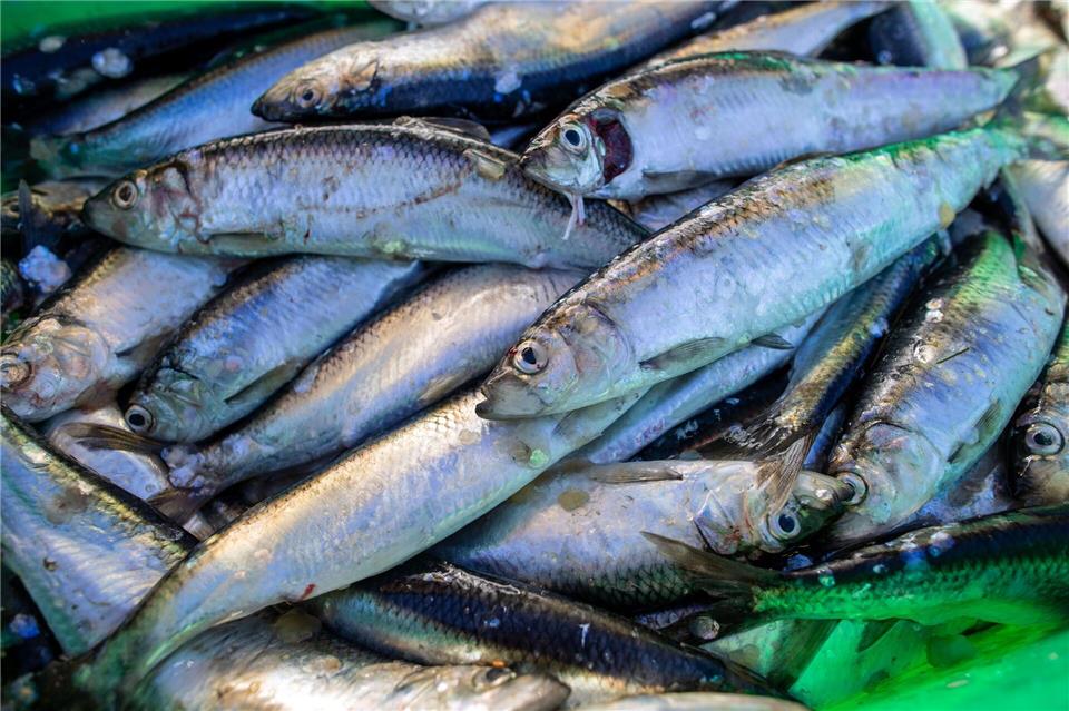 Heringe sind bei der Fortpflanzung heimatverbunden Die meisten Heringe sind in Ostsee heimattreu, wenn es ums Laichen geht.Jens Büttner/dpa-Zentralbild/dpa