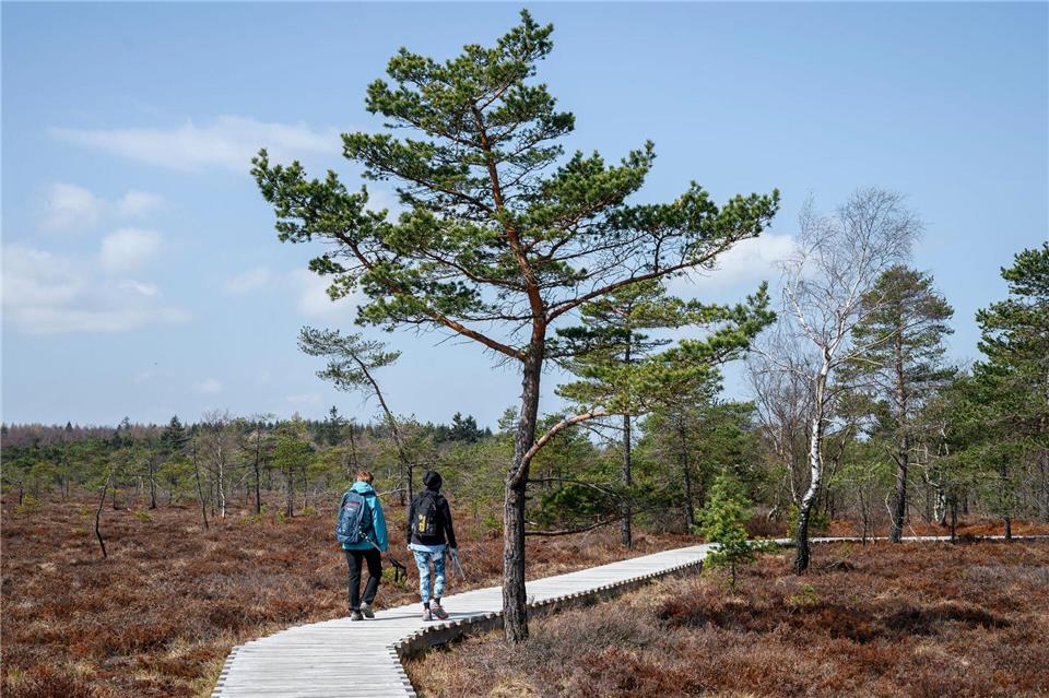 Die meisten Moore in Bayern sind relativ ausgetrocknet. Daniel Vogl/dpa