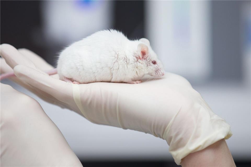 Die meisten Tierversuche finden in Deutschland und Sachsen-Anhalt mit Mäusen statt. (Archivbild)Friso Gentsch/dpa