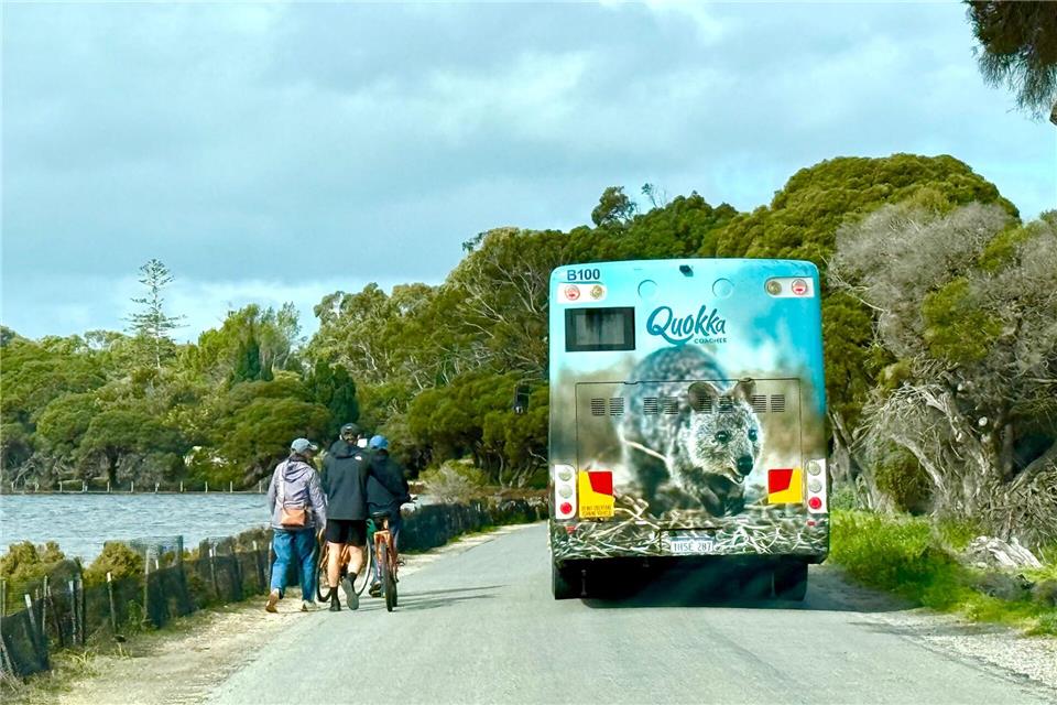 Die meisten Touristen auf Rottnest Island fahren Fahrrad - oder mit dem Quokka-Bus.Carola Frentzen/dpa