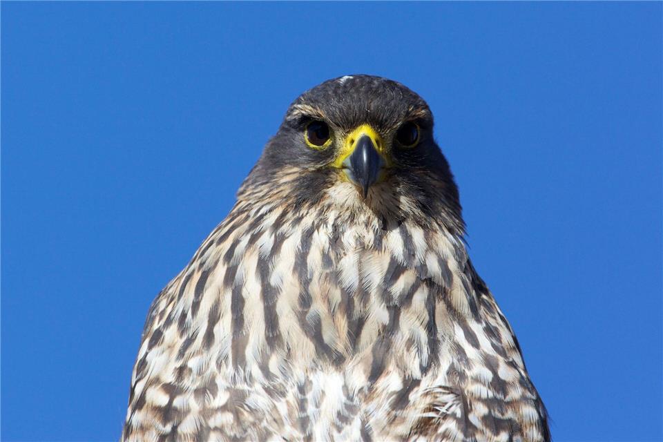 Flitzer mit Krone: Karearea ist Neuseelands Vogel des Jahres Die mittelgroßen Vögel sind in Neuseeland endemisch und gelten als gefährdet.Luc Hoogenstein/Forest and Bird/dpa