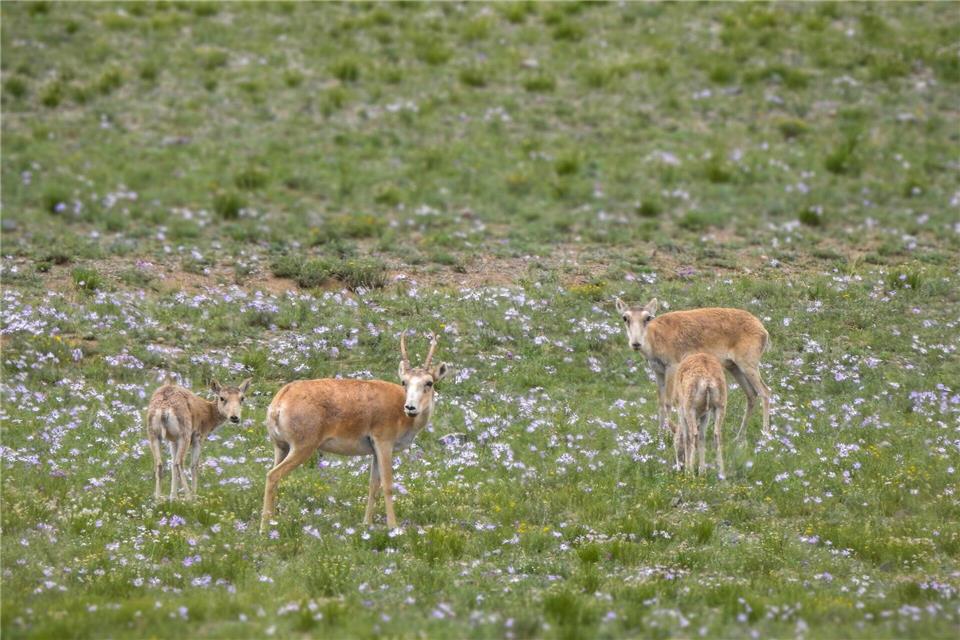 Die mongolischen Saiga-Antilopen gehören WWF zufolge zu den Gewinnern des Jahres.-/WWF Mongolia/dpa