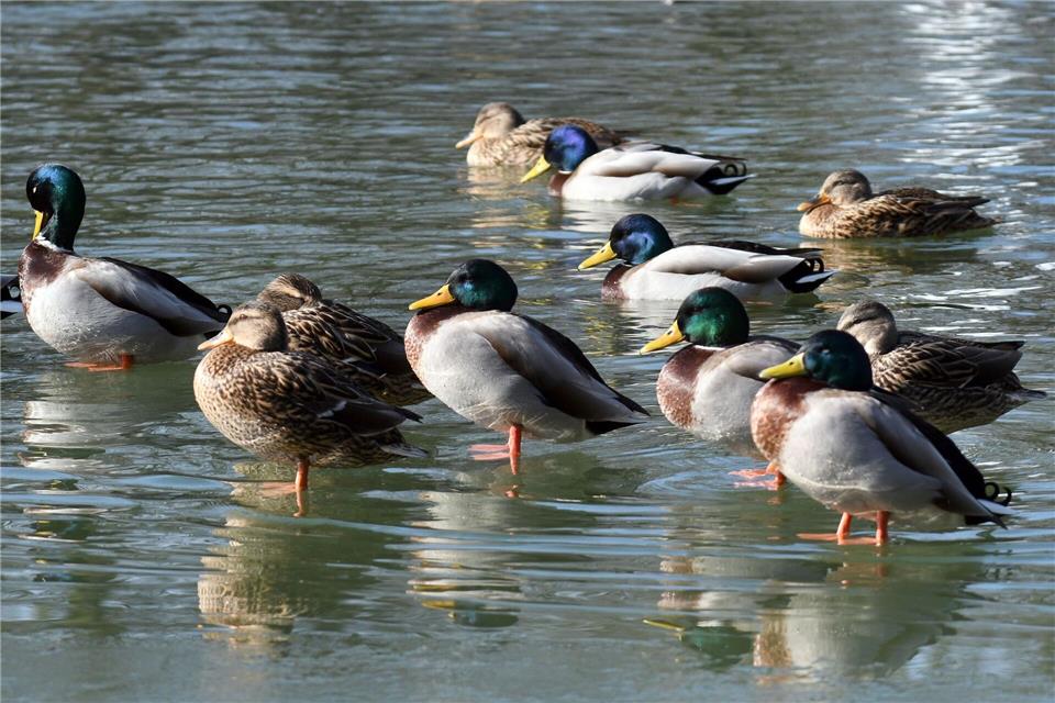 Die nächsten Tage wird es sonnig und in der Nacht kalt. (Archivbild) Henning Kaiser/dpa
