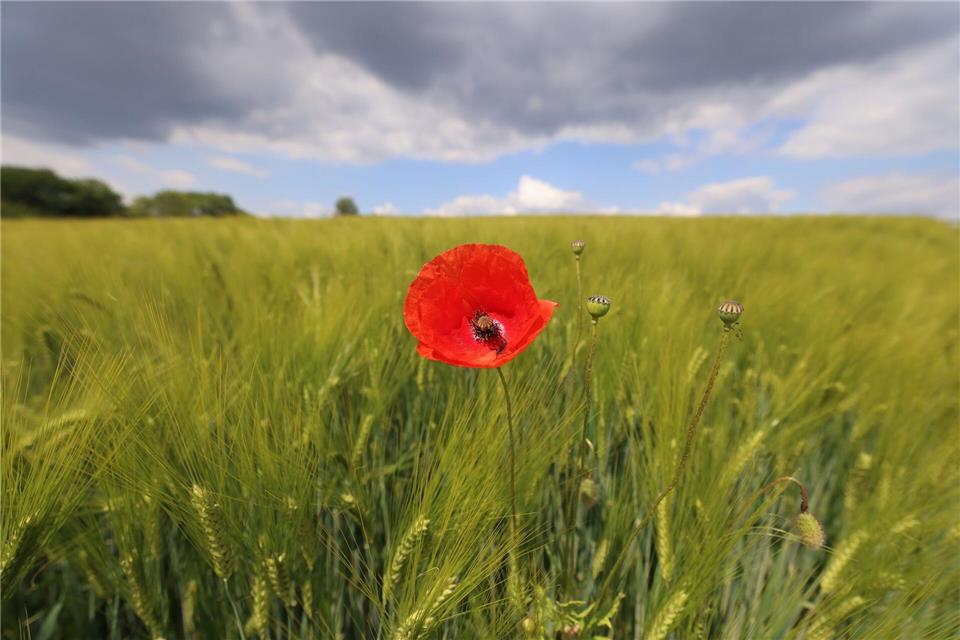 Die neue Woche bringt in NRW erneut Schauer.David Young/dpa