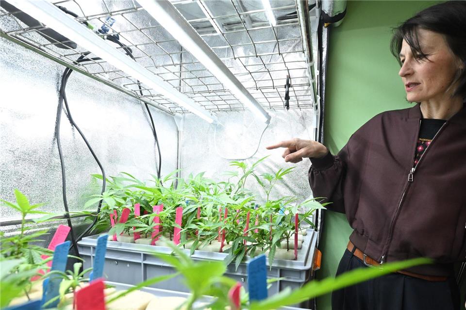 Die niedersächsische Agrarministerin Miriam Staudte (Grüne) zeigt auf Hanf-Stecklinge.Julian Stratenschulte/dpa