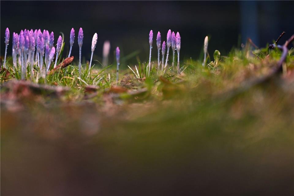 Die nun angenehmeren Temperaturen locken auch die Krokusse hervor.Lars Penning/dpa