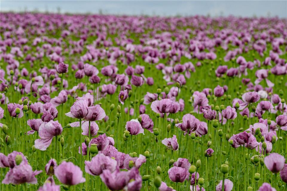 Die pinkfarbene Mohnblüte in den beiden Mohndörfern wird rund um die Sommersonnenwende erwartet.Swen Pförtner/dpa