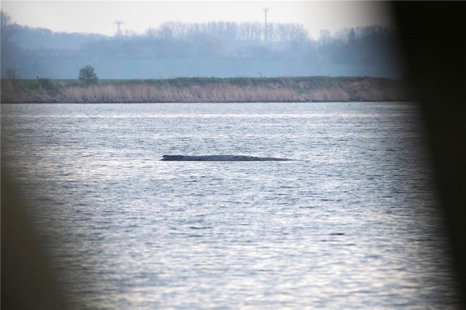Die private Rettungsaktion wurde von den Behörden in Mecklenburg-Vorpommern genehmigt.Philip Dulian/dpa
