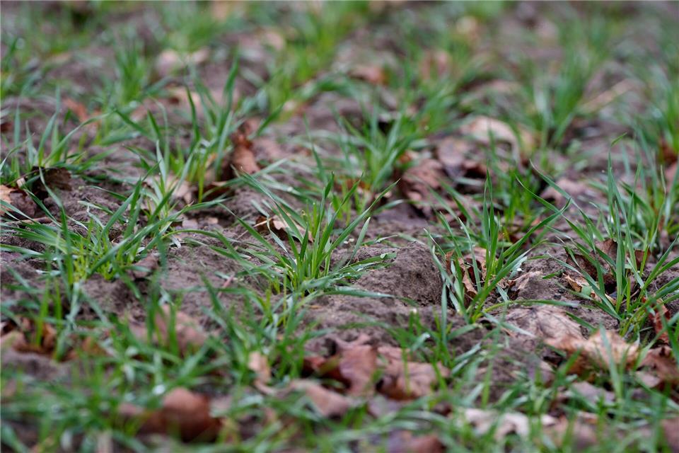 Die rheinland-pfälzischen Landwirte sind trotz wechselhafter Witterung mit Schnee und Regen, Frost und teils auch milderen Temperaturen gut durch den Winter gekommen.  Thomas Frey/dpa