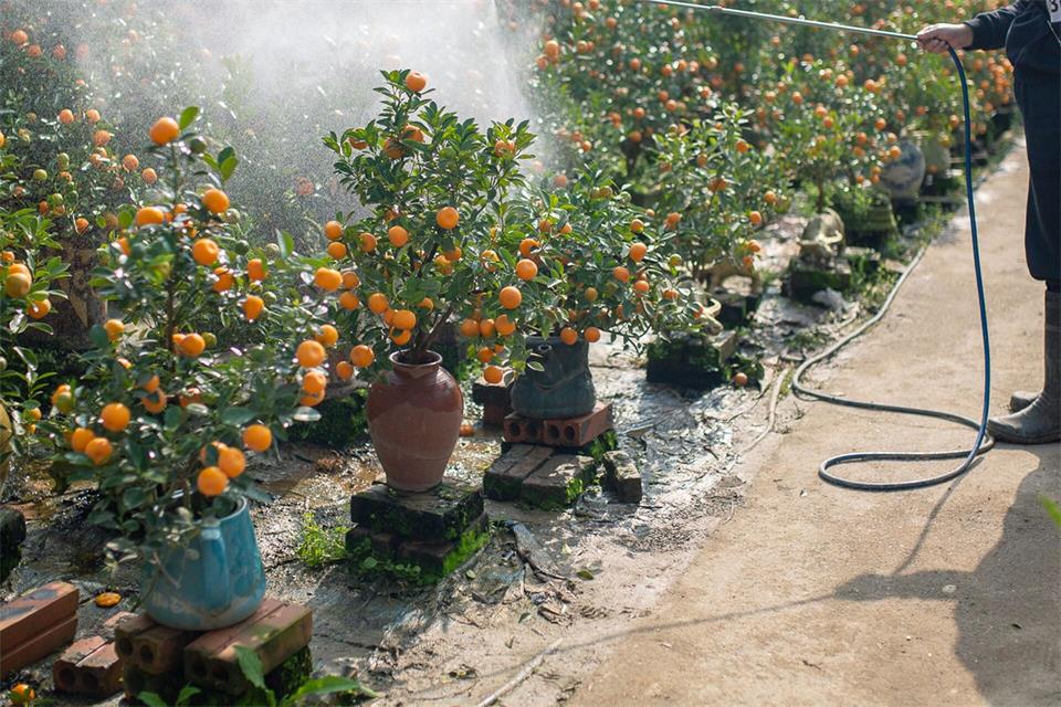 Die richtige Dosis macht den Unterschied: Im Sommer brauchen Zitruspflanzen regelmäßig Wasser.Chris Humphrey/dpa/dpa-tmn