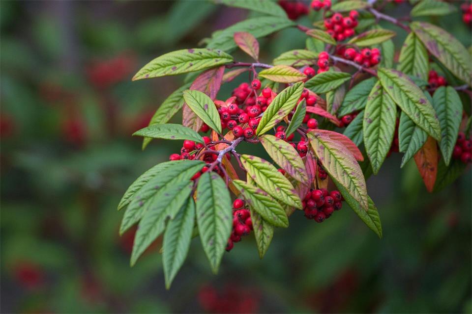 Die roten Beeren der Zwergmispel können Vögeln in den kälteren Monaten als Nahrung dienen.Andrea Warnecke/dpa-tmn