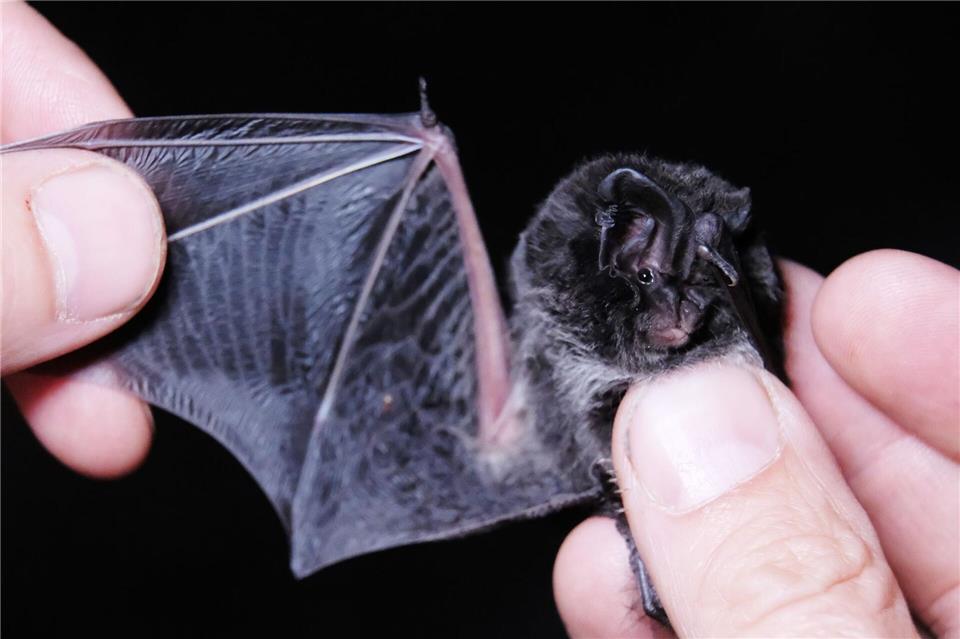 Die sächsische Fledermaus-Tagung am kommenden Samstag in Freiberg widmet sich Schutzkonzepten für die Tiere. (Archivbild)Sebastian Willnow/dpa-Zentralbild/dpa