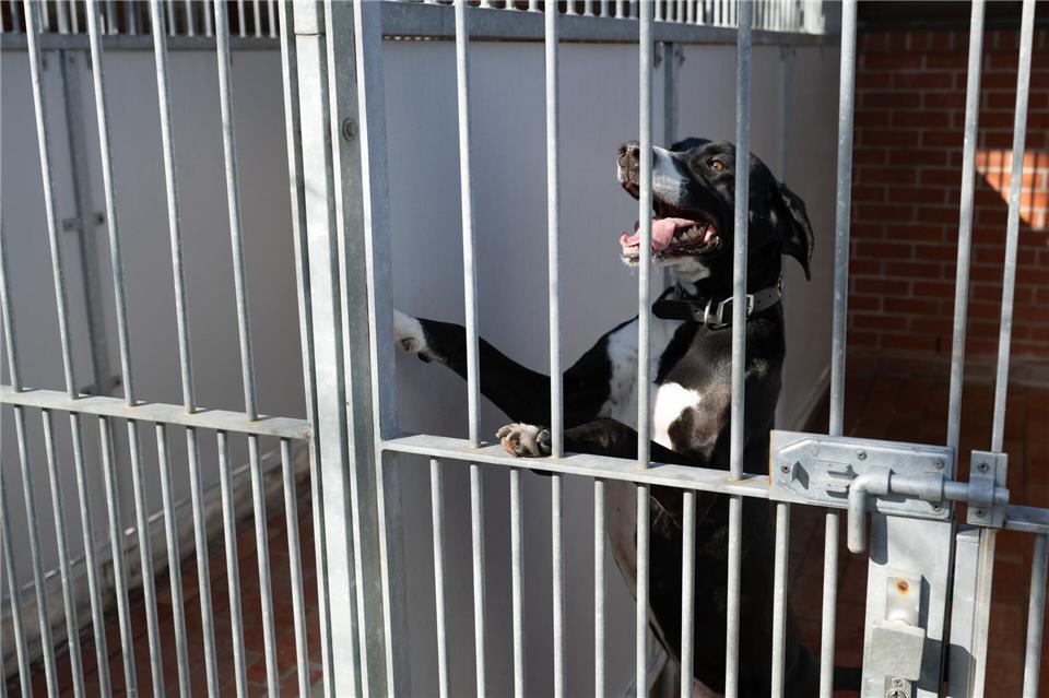 Die sächsischen Tierheime sehen sich mit finanziellen Engpässen und Platzproblemen konfrontiert (Archivbild).Sebastian Kahnert/dpa