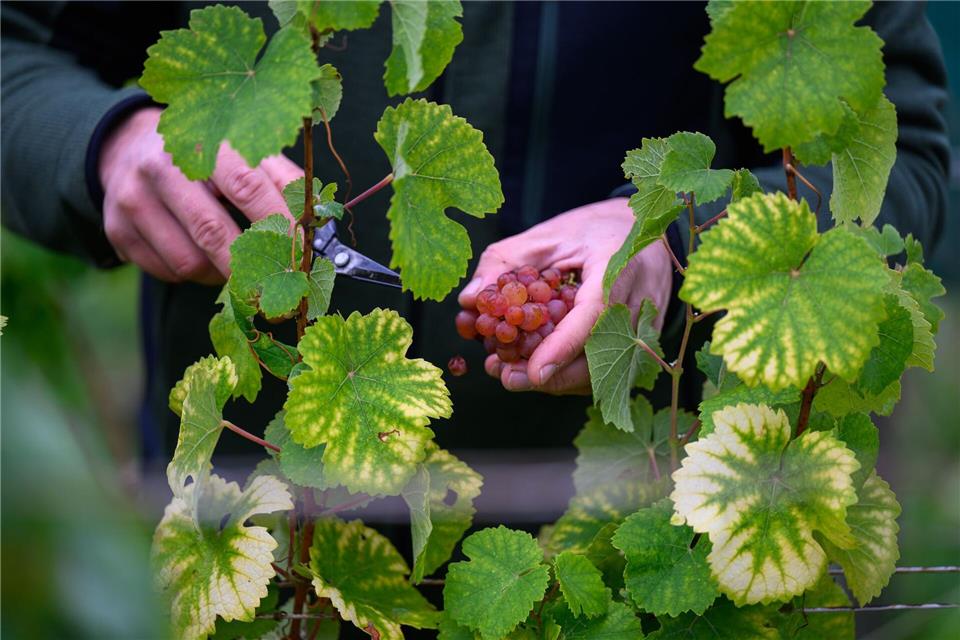 Die sächsischen Winzer erzeugten 2025 wieder so viel Wein wie vor dem Frostjahr 2024.Robert Michael/dpa
