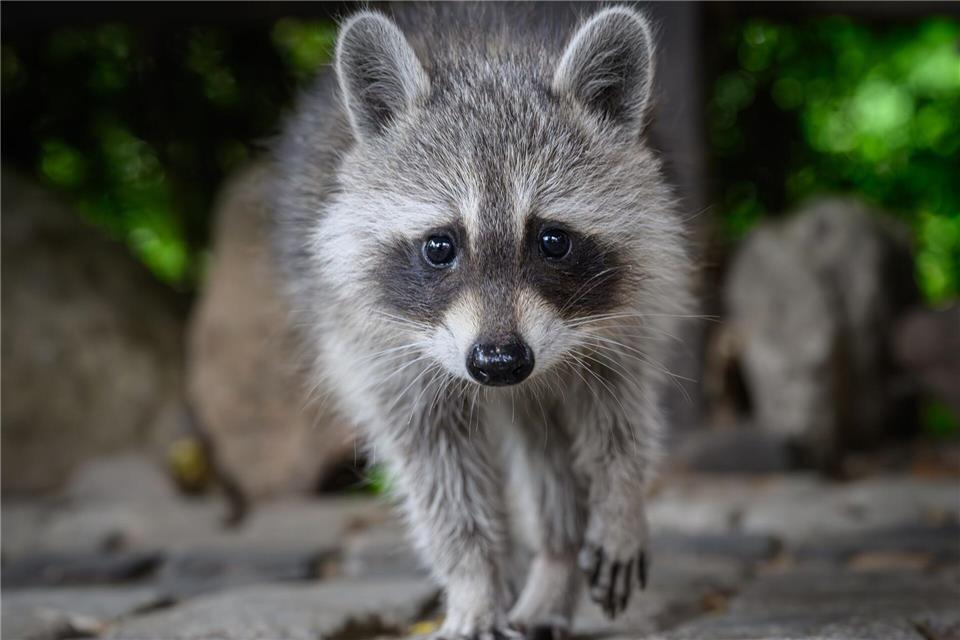 Zorro auf dem Vormarsch: Waschbär wird zum Problembär Die schwarz-rote Landesregierung will die Schonzeit für Waschbären abschaffen. (Archivbild)Patrick Pleul/dpa
