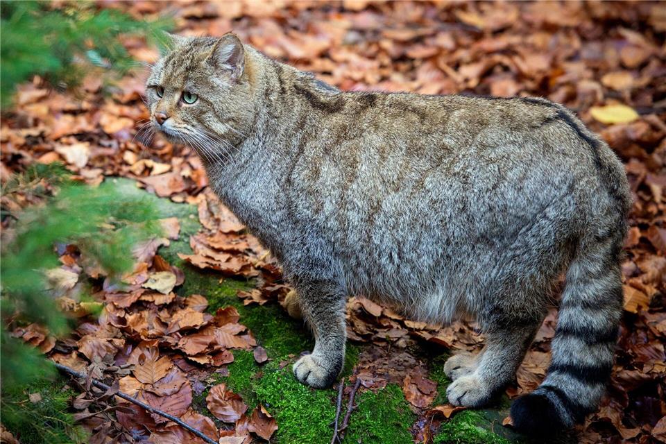 Die sehr scheuen Tiere bevorzugen naturnahe Wälder mit vielen Versteckmöglichkeiten. (Archivbild).picture alliance / ZB