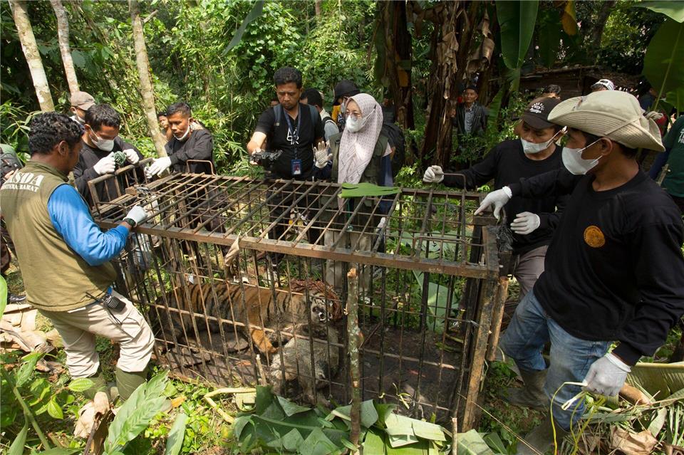 Die seltenen Tiger einzufangen, ist den Behörden zufolge immer das letzte Mittel.Andri Mardiansyah/XinHua/dpa
