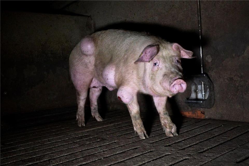 Die spanische Nichtregierungsorganisation Arge hat grausige Fotos aus einem Schweinemastbetrieb in der Provinz Teruel veröffentlicht und Anzeige gegen die Verantwortlichen erstattet.-/NGO Arge/dpa