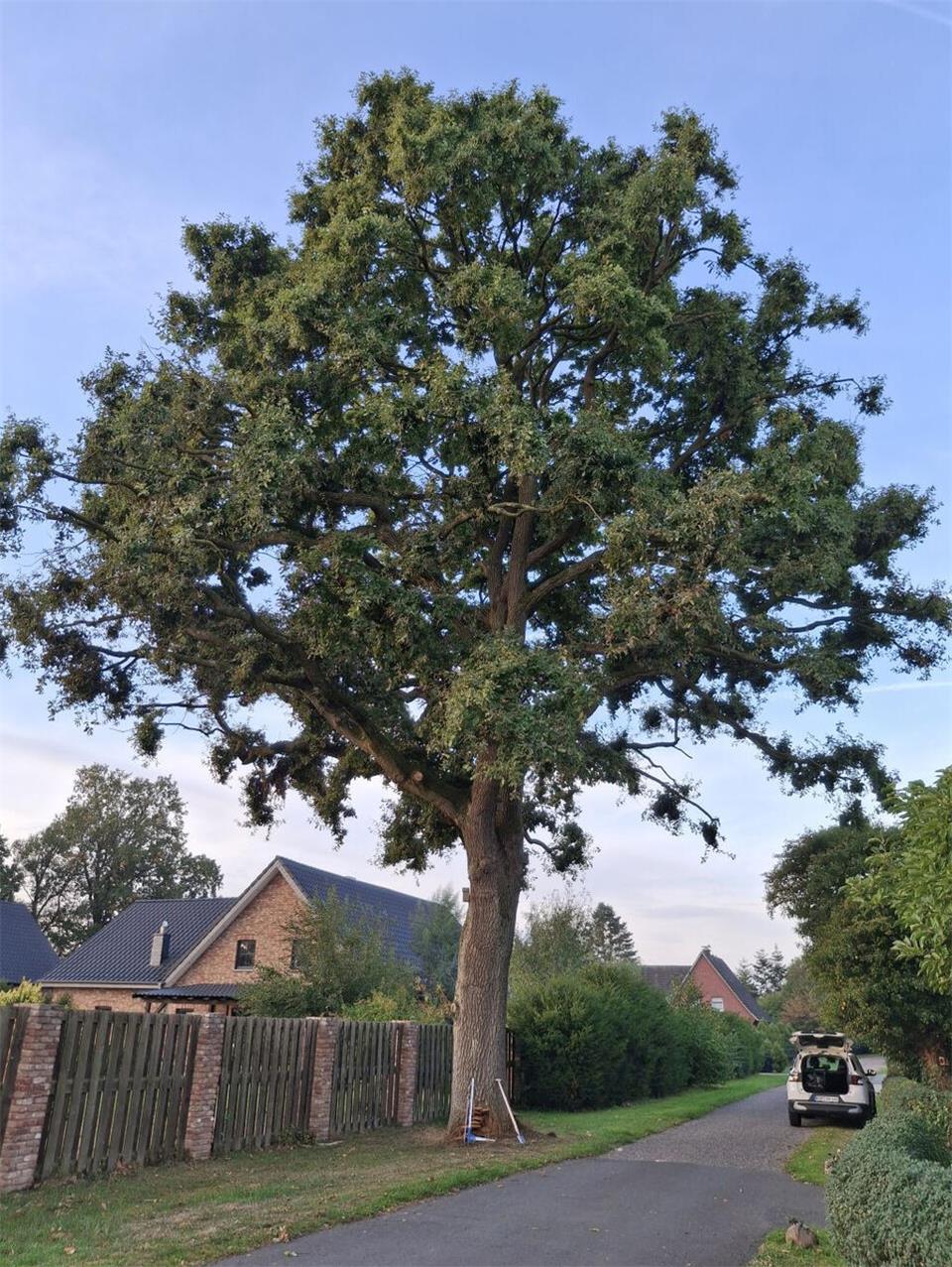 Die stark geschädigte Eiche an der Kreier Heide in Marbeck muss aus Gründen der Verkehrssicherheit gefällt werden. Als Ersatz werden an dem Standort drei neue Stieleichen gepflanzt.