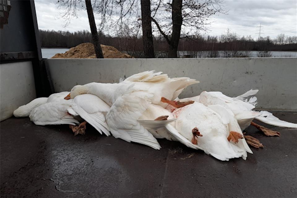 Hausgänse am Velener Baggersee geschossen Die toten Gänse wurden auf die Ladefläche eines Wagens gelegt und mitgenommen. Drei Jäger hatten die zahmen Tiere am See abgeschossen.
