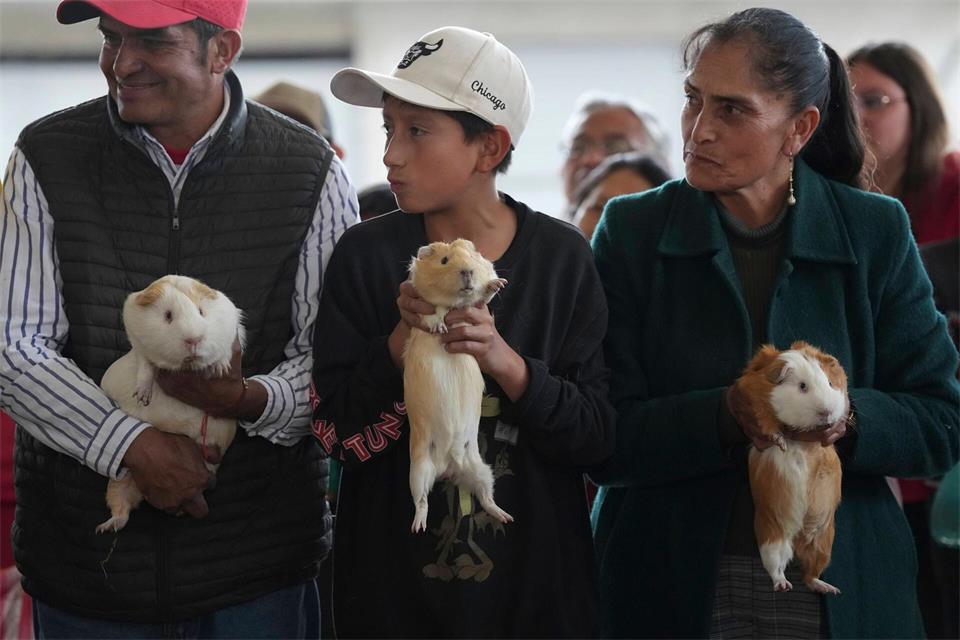 Die unruhigsten Meerschweinchen sollen auch die schnellsten sein. Dolores Ochoa/AP/dpa