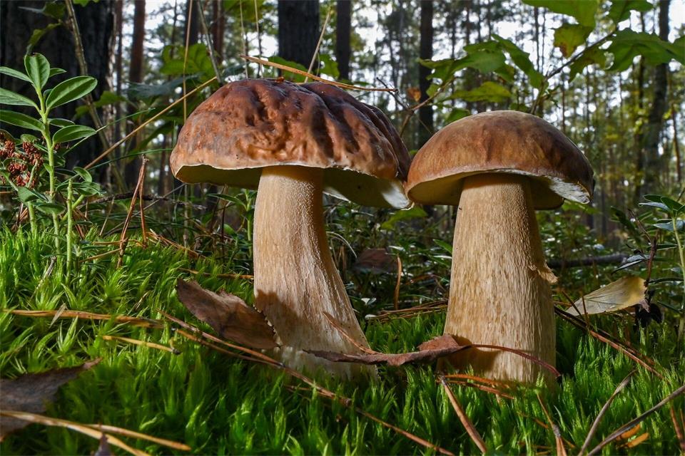 Die untersuchten Pilzproben aus dem Jahr 2025 enthielten laut rheinland-pfälzischem Forstministerium nur eine unbedenkliche Menge an Cäsium-137. (Symbolbild)Patrick Pleul/dpa-Zentralbild/dpa