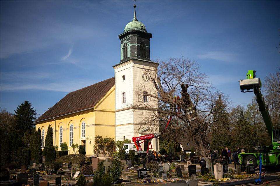 Die uralte Linde ist stark geschwächt und braucht ein Stützgerüst.Sina Schuldt/dpa