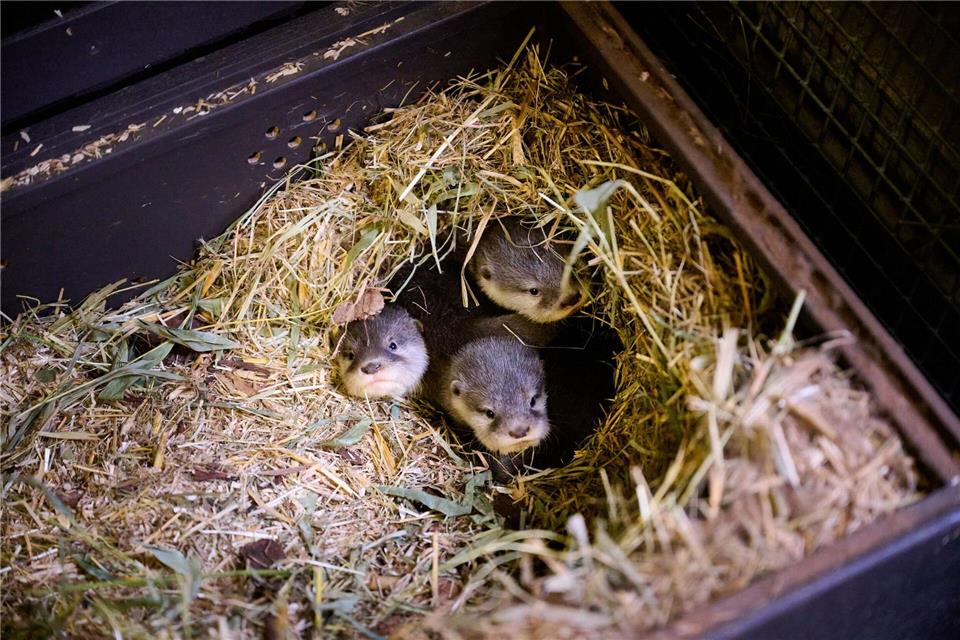 Die vier kleinen Otter bringen derzeit etwa 500 Gramm auf die Waage.-/Tierpark Berlin/Zoo Berlin/dpa