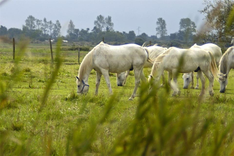 Die weißen Pferde der Camargue sind ein typischer Anblick im Rhônedelta. Jens Schierenbeck/dpa-tmn