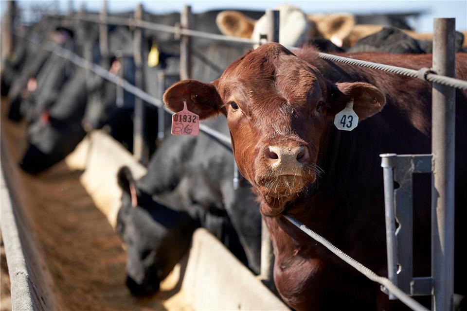 Die weltweite Nahrungsmittelproduktion verursacht dem Bericht zufolge rund 30 Prozent der globalen Treibhausgasemissionen. (Archivbild)Nati Harnik/AP/dpa