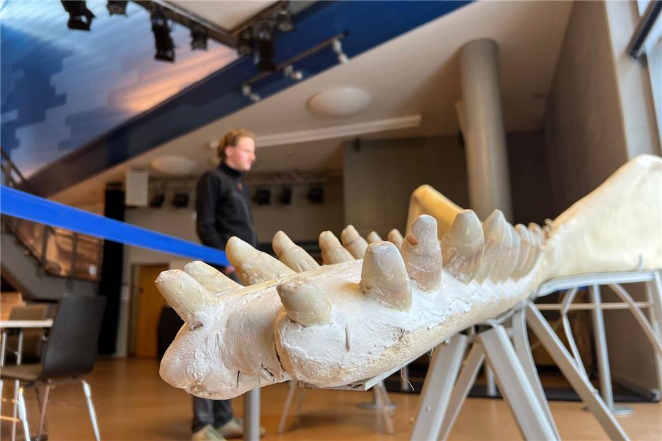Die wertvollen Zähne des Pottwals sind im jetzt auf Sylt ausgestellten Unterkiefer durch Kunstzähne ersetzt, um Diebstahl vorzubeugen. Lea Albert/dpa