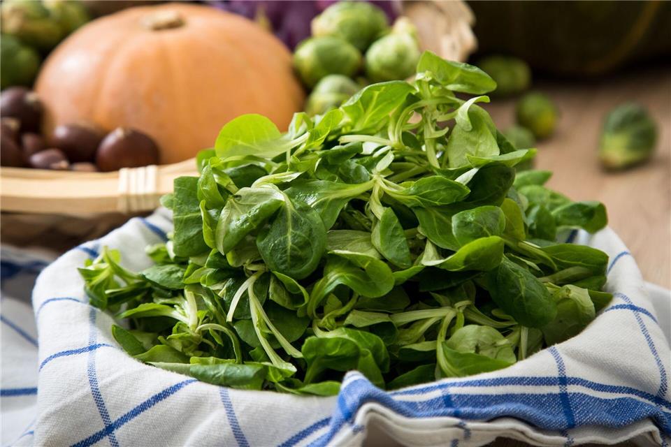 Die zarten, grünen Blättchen des Feldsalats sind empfindlich und sollten daher möglichst frisch auf den Teller kommen.picture alliance/dpa/dpa-tmn