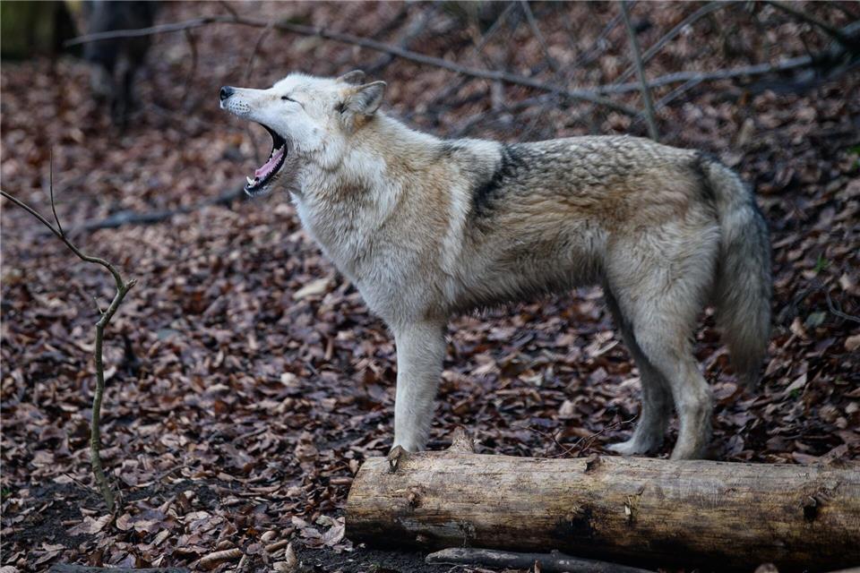 Die zwei Risse in dem Wildpark gehen offenbar auf einen einzelnen Wolf zurück. (Symbolbild)Swen Pförtner/dpa-Zentralbild/dpa