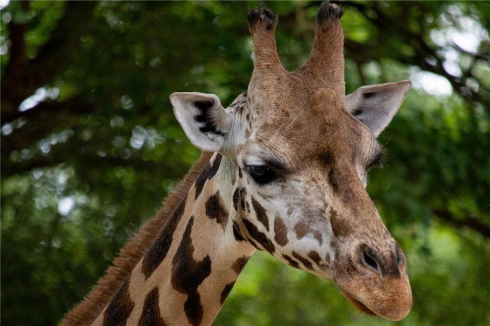Die zwölfjährige Giraffe ist am Montag in ihrer Innenanlage unglücklich gestürzt und gestorben. (Handout)Erlebnis-Zoo Hannover/dpa