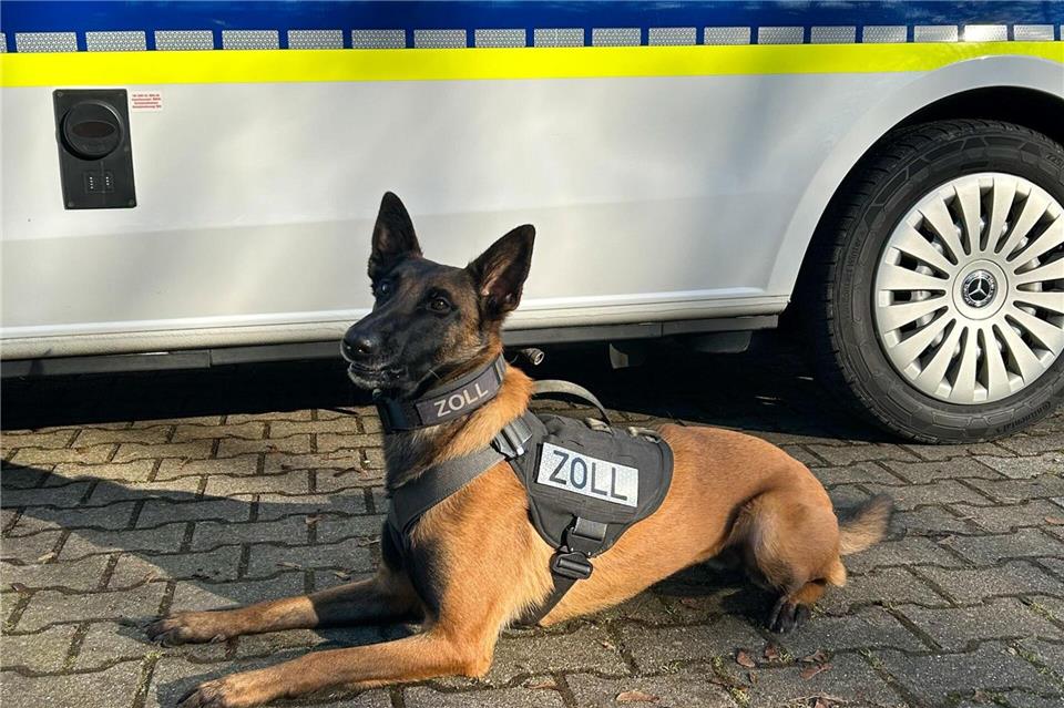 Diensthund „Frieda“ sitzt vor einem Einsatzwagen des Zolls.-/Zoll Duisburg/dpa