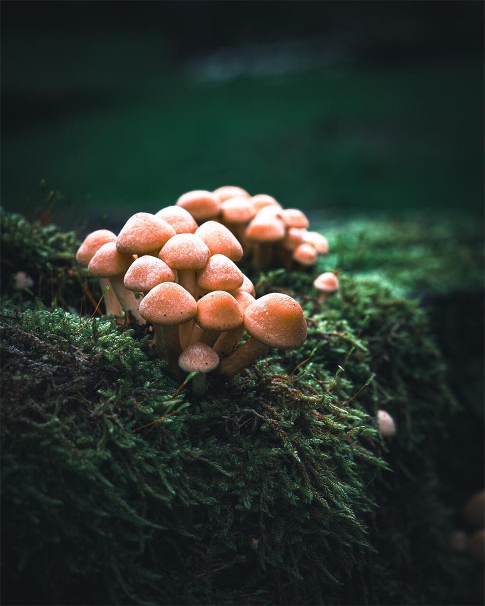 Diese Ansammlung von Pilzen hat die Wesekerin Dagmar Fischer fotografisch eingef...