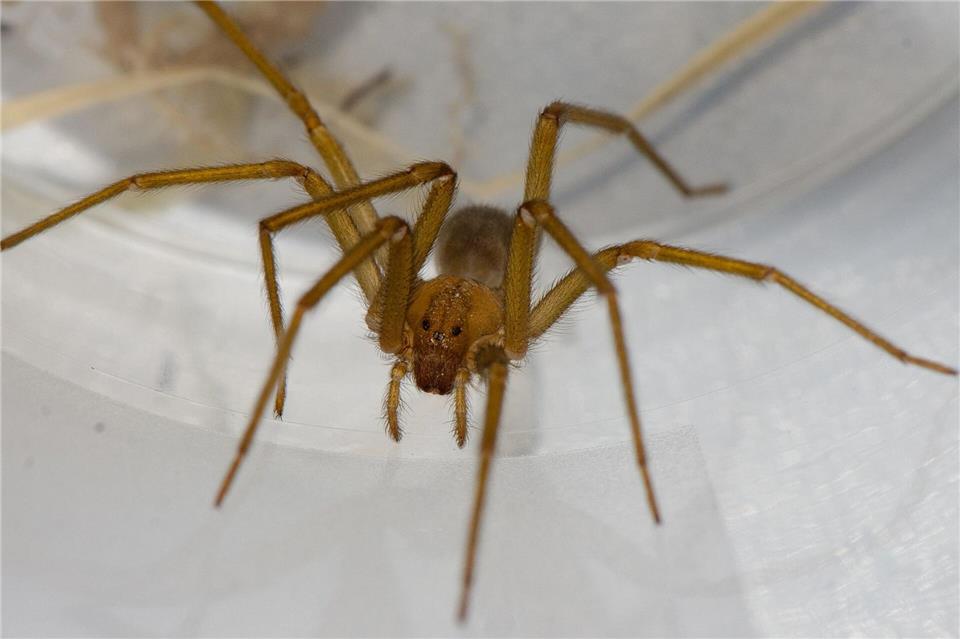 Diese Art kommt eigentlich nur in Südamerika vor. Hubert Höfer/SMNK/dpa