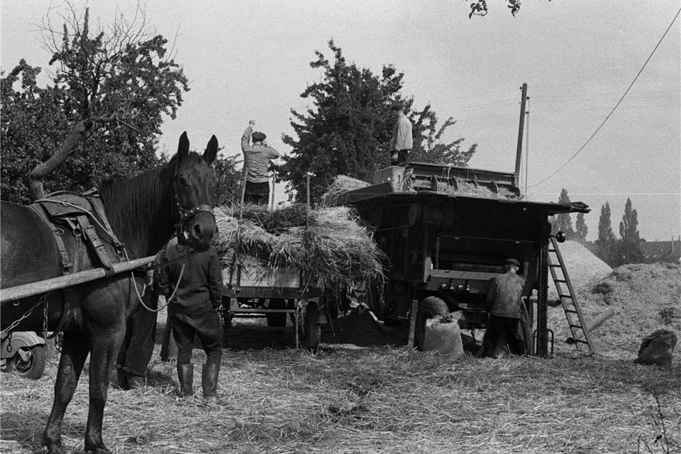 Diese Aufnahme zeigt Storks Dreschplatz im Jahr 1956.