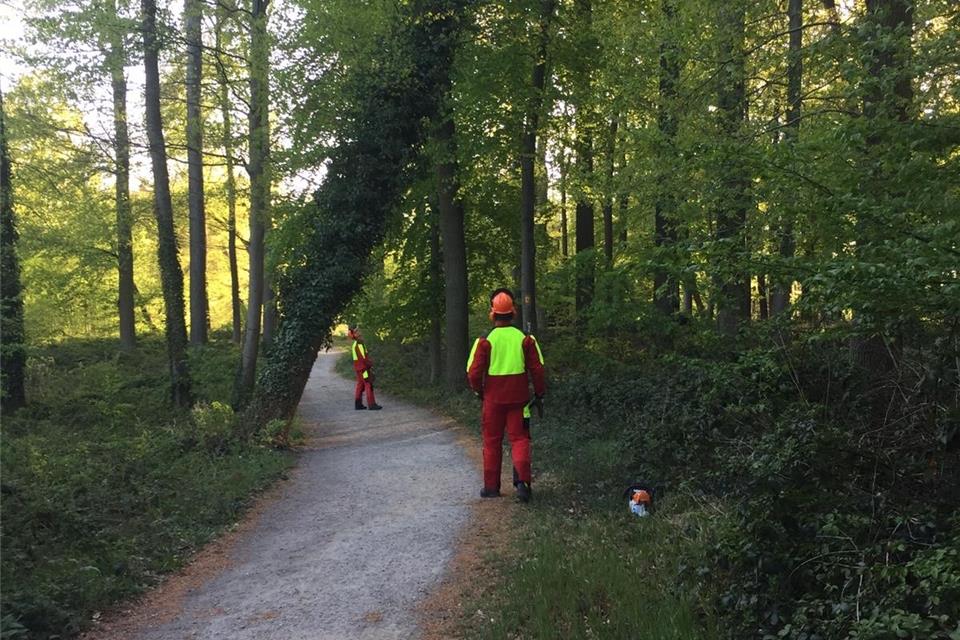 Diese Eiche hing schräg über einem Weg im Tiergarten.