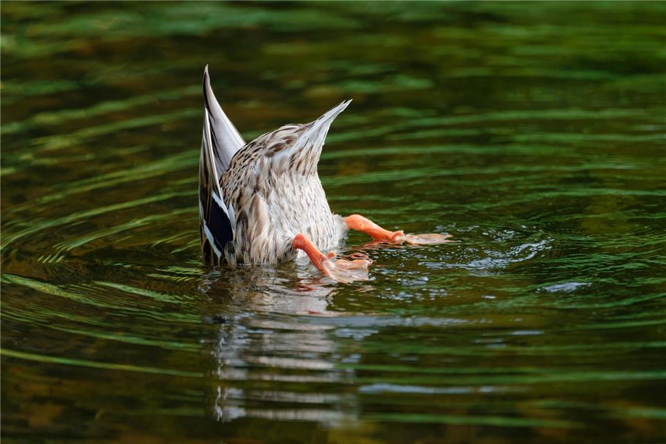 Diese Ente sucht die passende Erfrischung. (Archivbild)Uwe Anspach/dpa