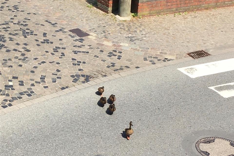 Diese Entenfamilie war in Raesfeld unterwegs.
