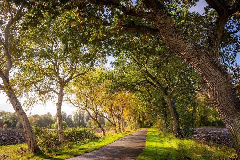 Deutsche „Allee des Jahres“ liegt in Ostfriesland Diese Friedhofsallee im ostfriesischen Leybuchtpolder ist die „Allee des Jahres 2025“ (das Bild zeigt nicht das Gewinnerfoto des Wettbewerbs).Sina Schuldt/dpa