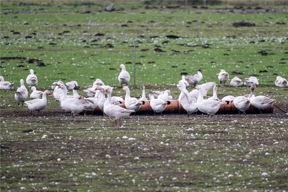Brandenburg erlebt beispiellosen Ausbruch der Vogelgrippe Diese Gänse sollen getötet werden, weil in dem Bestand des Spargelhofs Kremmen im Kreis Oberhavel die Vogelgrippe nachgewiesen wurde. Fabian Sommer/dpa